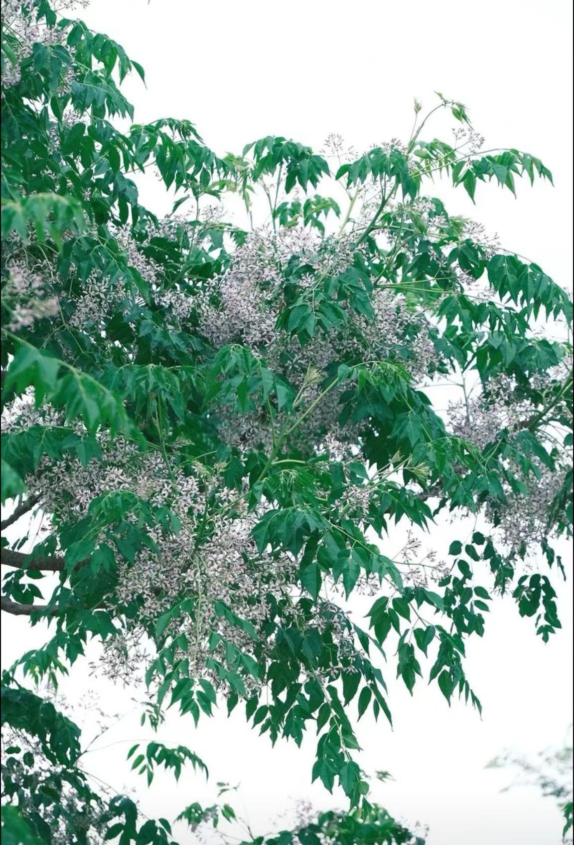 分享你手机中的花花草草