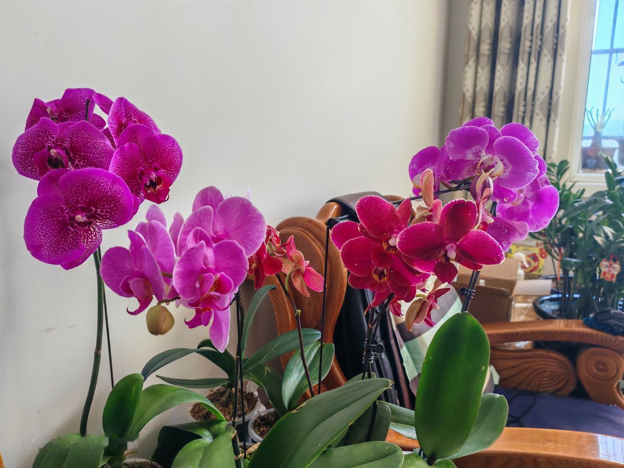 阳台花草近况 阳台上的蝴蝶兰美杜莎盛开啦，那蜡质红花美极了，让我忍不住一直盯着看
