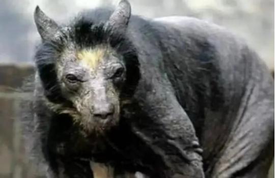 1973年，一头神秘野兽进入部队捕食，被哨兵当场射杀，然而，当看清野兽的模样后，