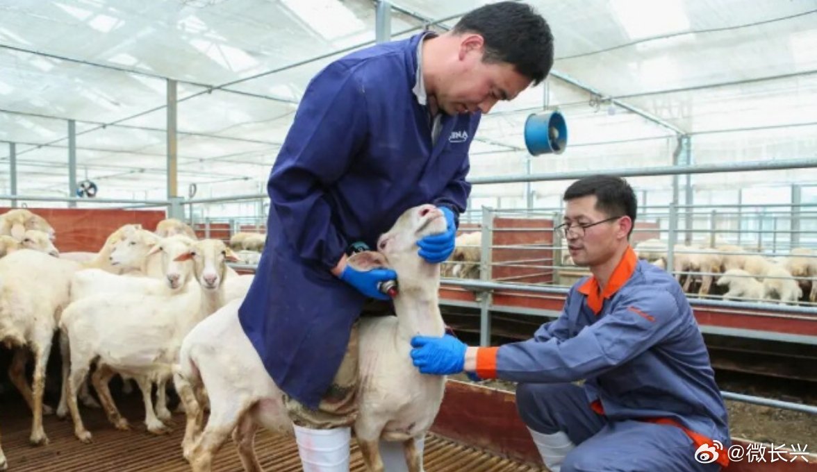 浙江8万只种羊撬动6000农户民族共富路 浙江省长兴县通过"东羊西送"工程，将8