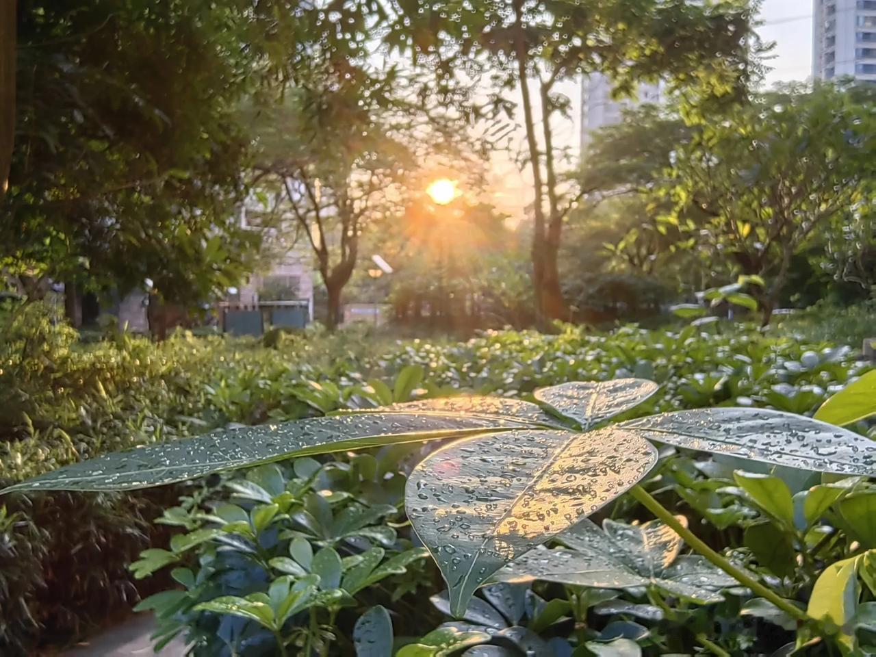 早晨，我在大街上溜达，发现深圳大街绿化带里植物叶子上的露珠，在晨光照耀下显得非常
