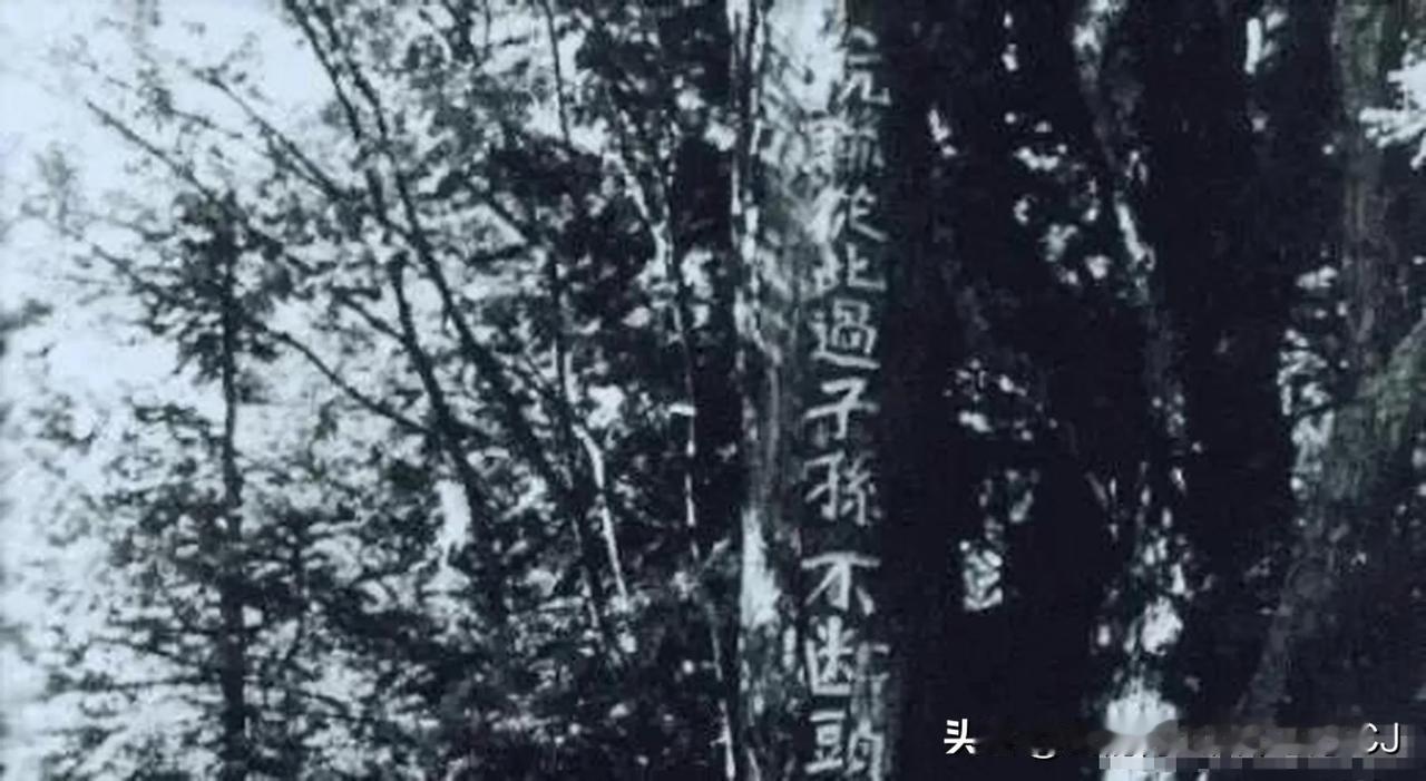 《悬崖之上》，
最近哈尔滨旅游很火，许多南方的朋友去了，看了731遗址罪证陈列馆
