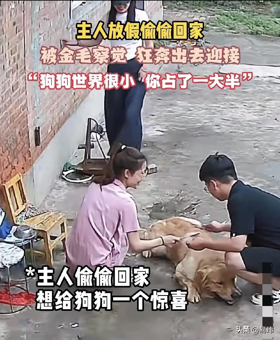 泪目了！一位小姐姐养了一只金毛狗狗，平时就特别宠爱它，狗狗也很依赖小姐姐，他们之