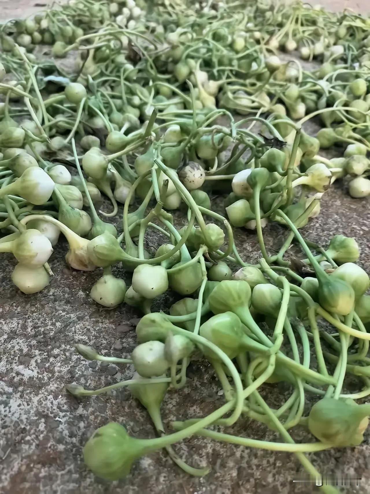 这个是广西农村，一个阿婆晒的东西，你认识他是什么种子吗？#谁认识这种作物# #农