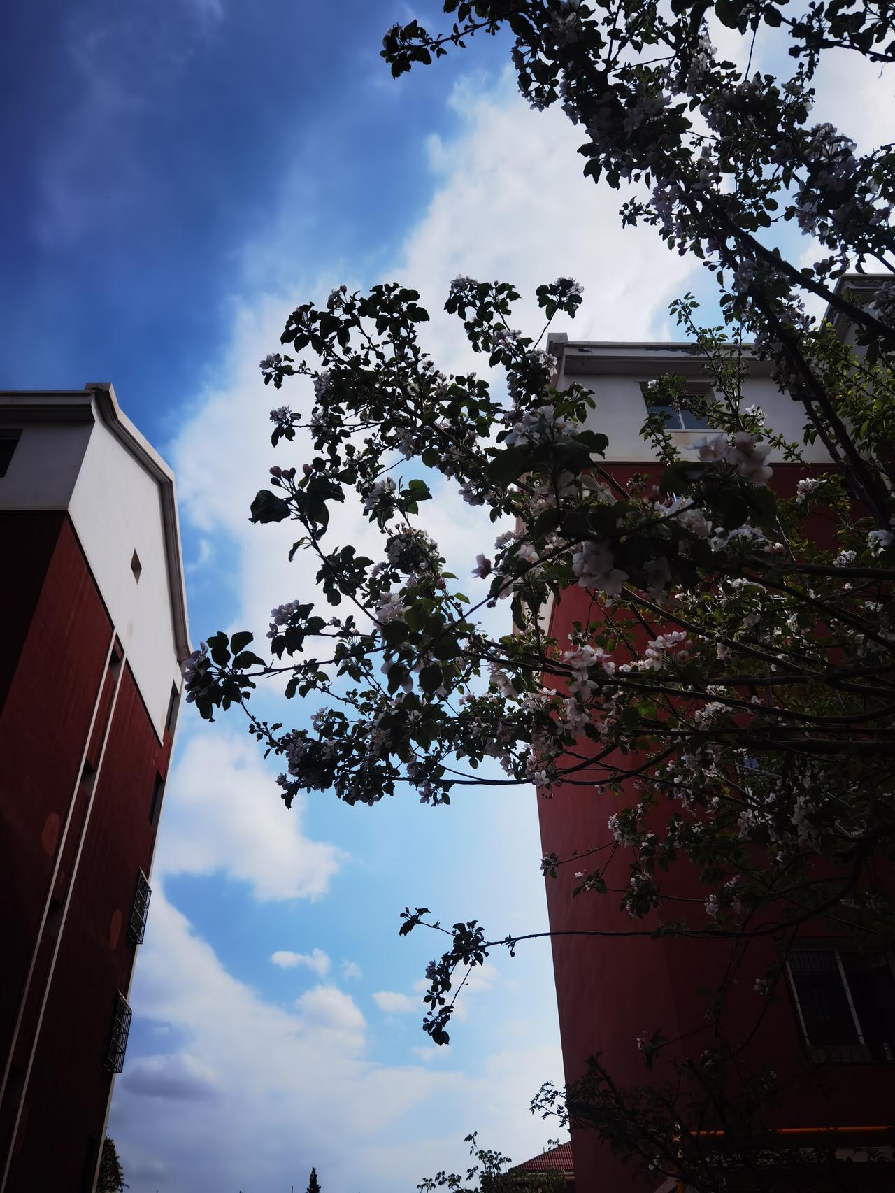 蓝天美
白云衬
两座楼
一棵树
好组合
细观察
有门道