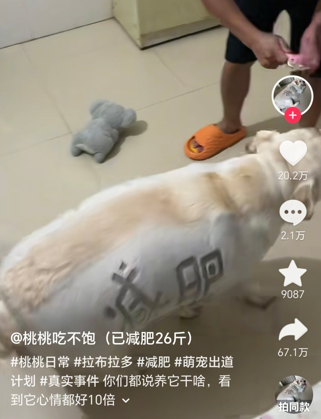 看点肥嘟嘟 ​​​