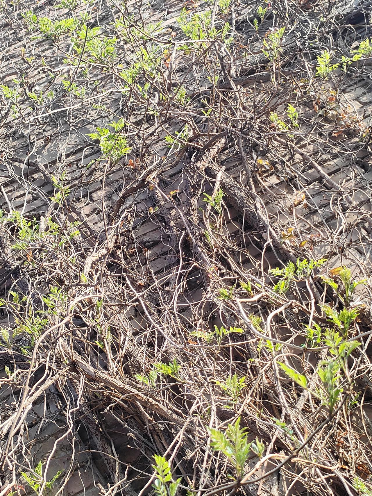 旧时光里，总有生生不息的希望。
老墙爬满旧藤枝，枯干里又冒出了新绿。
岁月有痕，