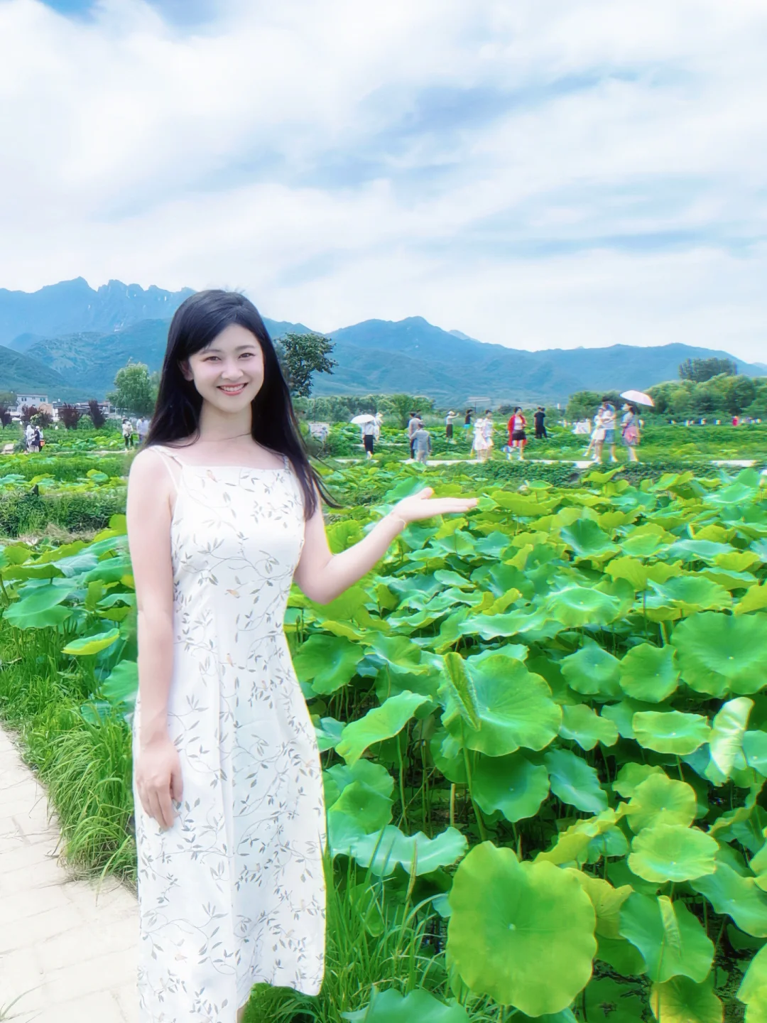 夏荷