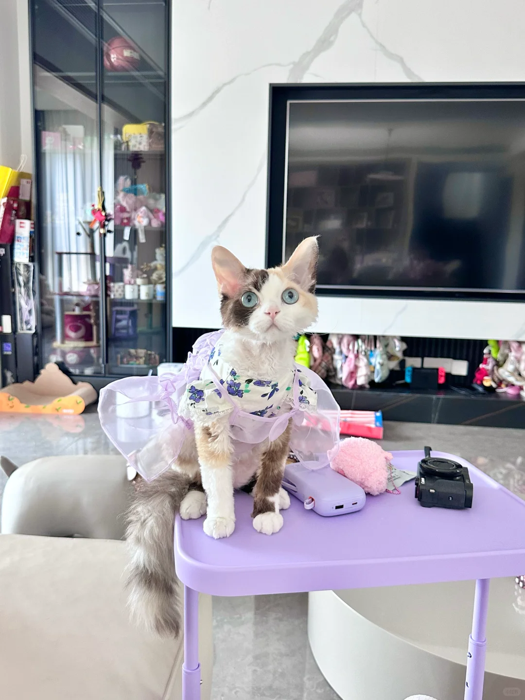 💜中世纪小公主