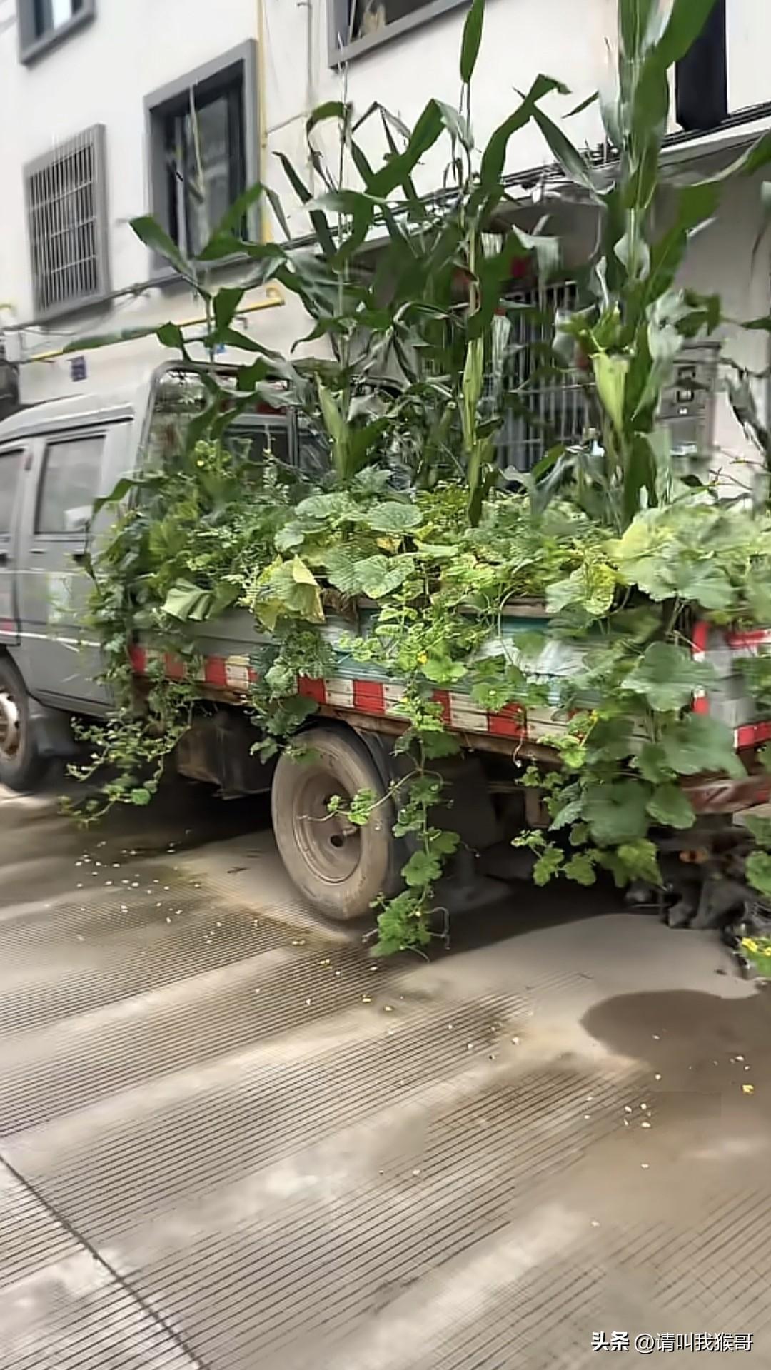 懂种植的朋友来猜猜这辆车停在小区多久了