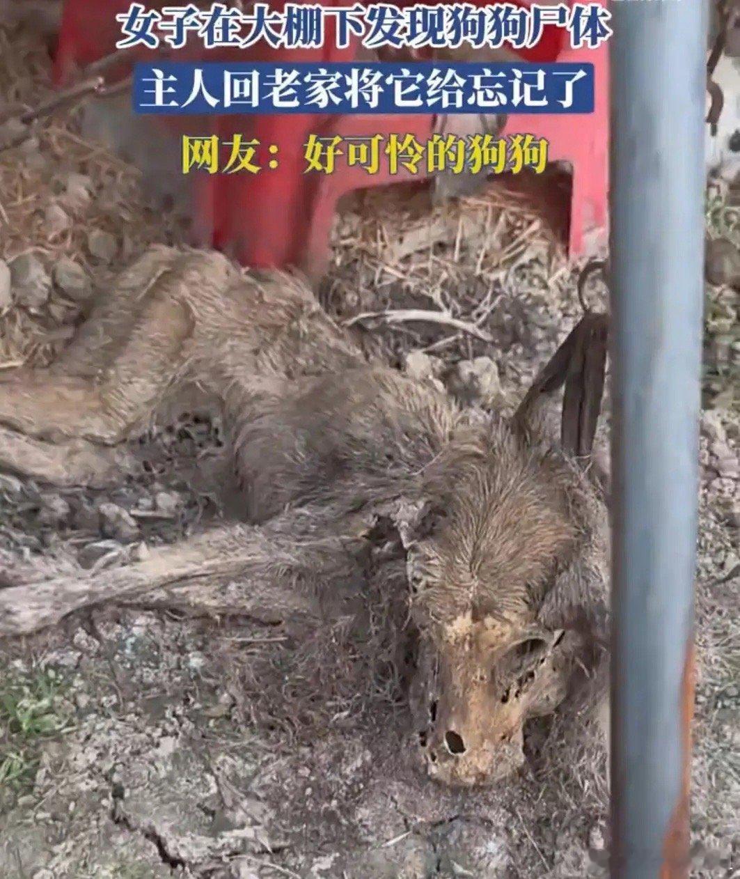 女子在大棚下发现狗狗尸体，主人回老家将它给忘记了！！！！ 