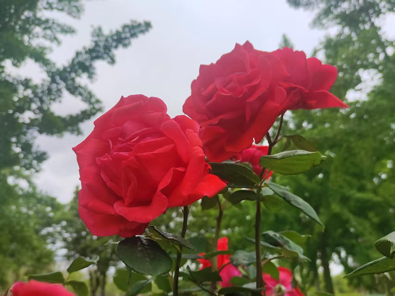 分享一朵你拍的花，什么花都可以