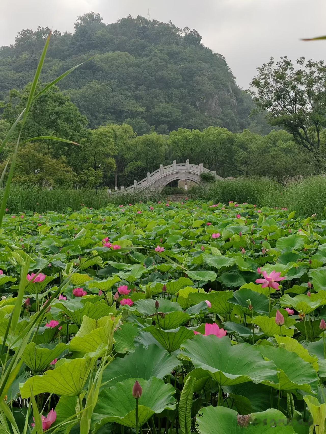 漫步在亭林公园的夏日荷塘边，看粉荷在绿叶间静静绽放，古桥在岁月里安然静卧。这满园
