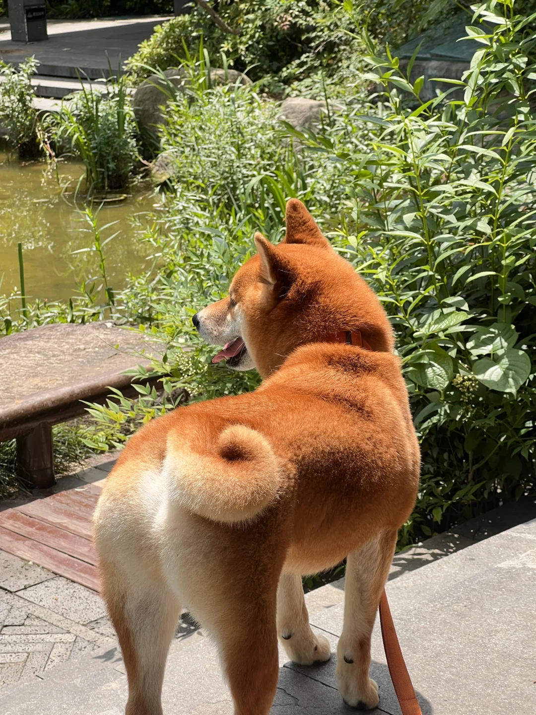 骨折后不会摇尾巴的小狗