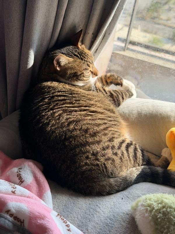 14888只狸晒小猪皮中☀️ 