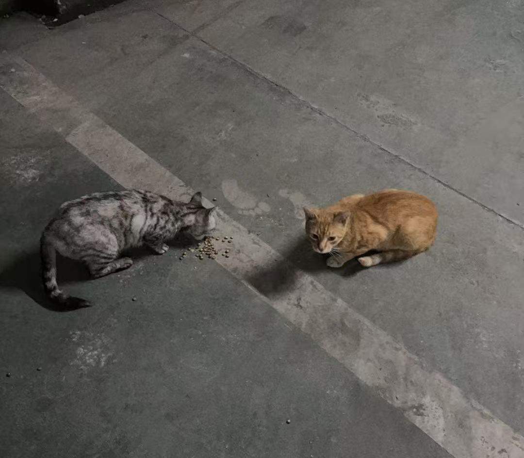 小区内两只小流浪猫和我感情可好了！
一只我称呼它为“花花”，是只狸花猫。另一只我