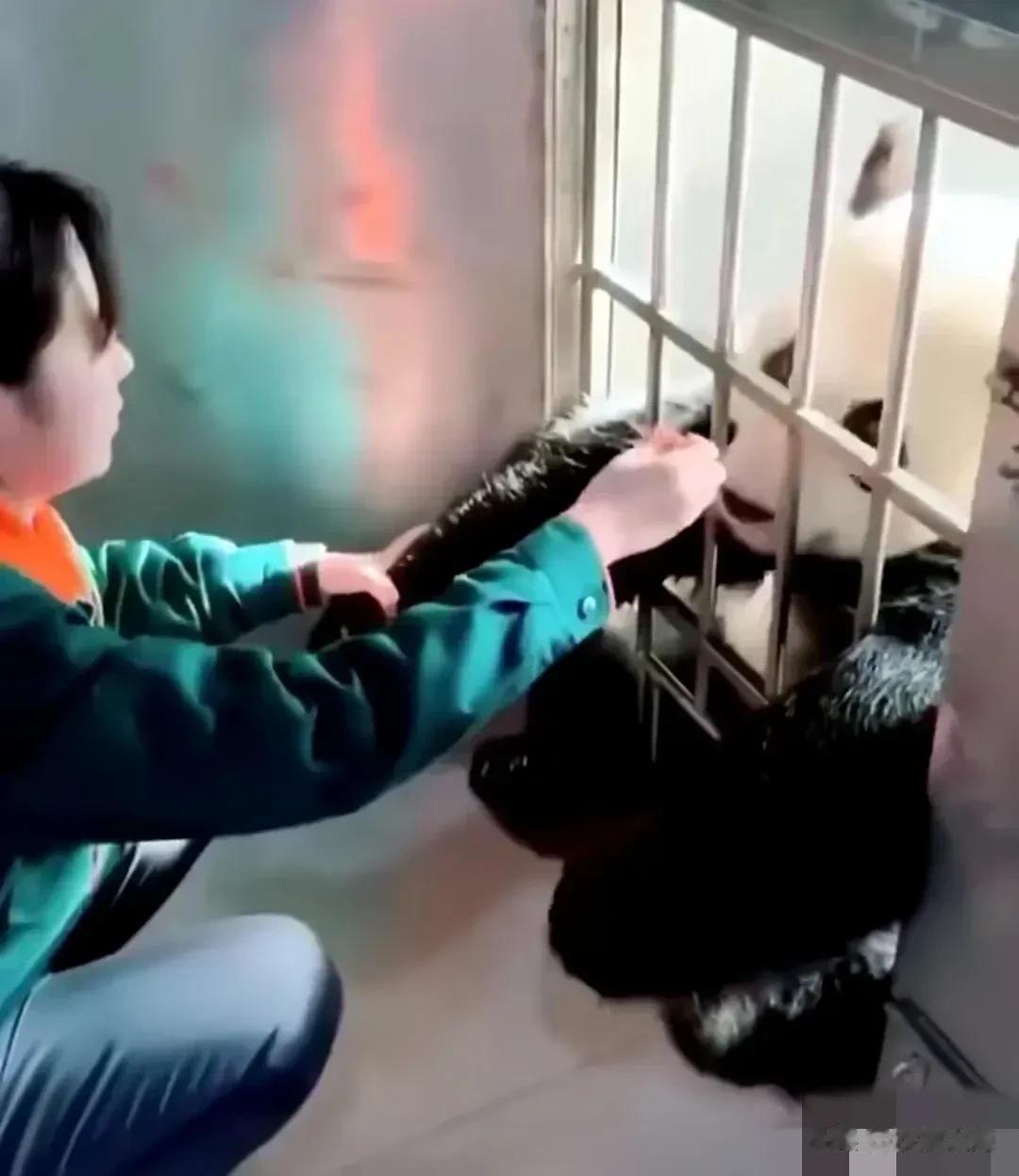 “大连熊猫“金虎”的话痨奶妈”被辞退（是否自己离开没有定论)，这是沙漠最难以理解
