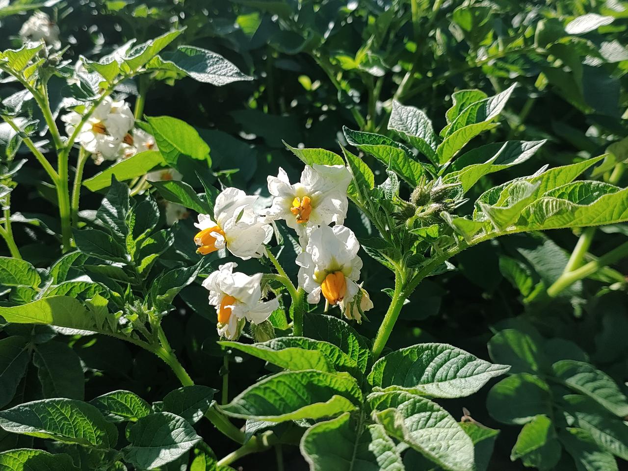 草原边上的花海

大片的麦田

这是什么花