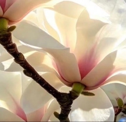 每日一善💜月尹星邱兔种植｜玉兰花 0000玉兰花花姿端庄，花瓣厚实而舒展，花苞