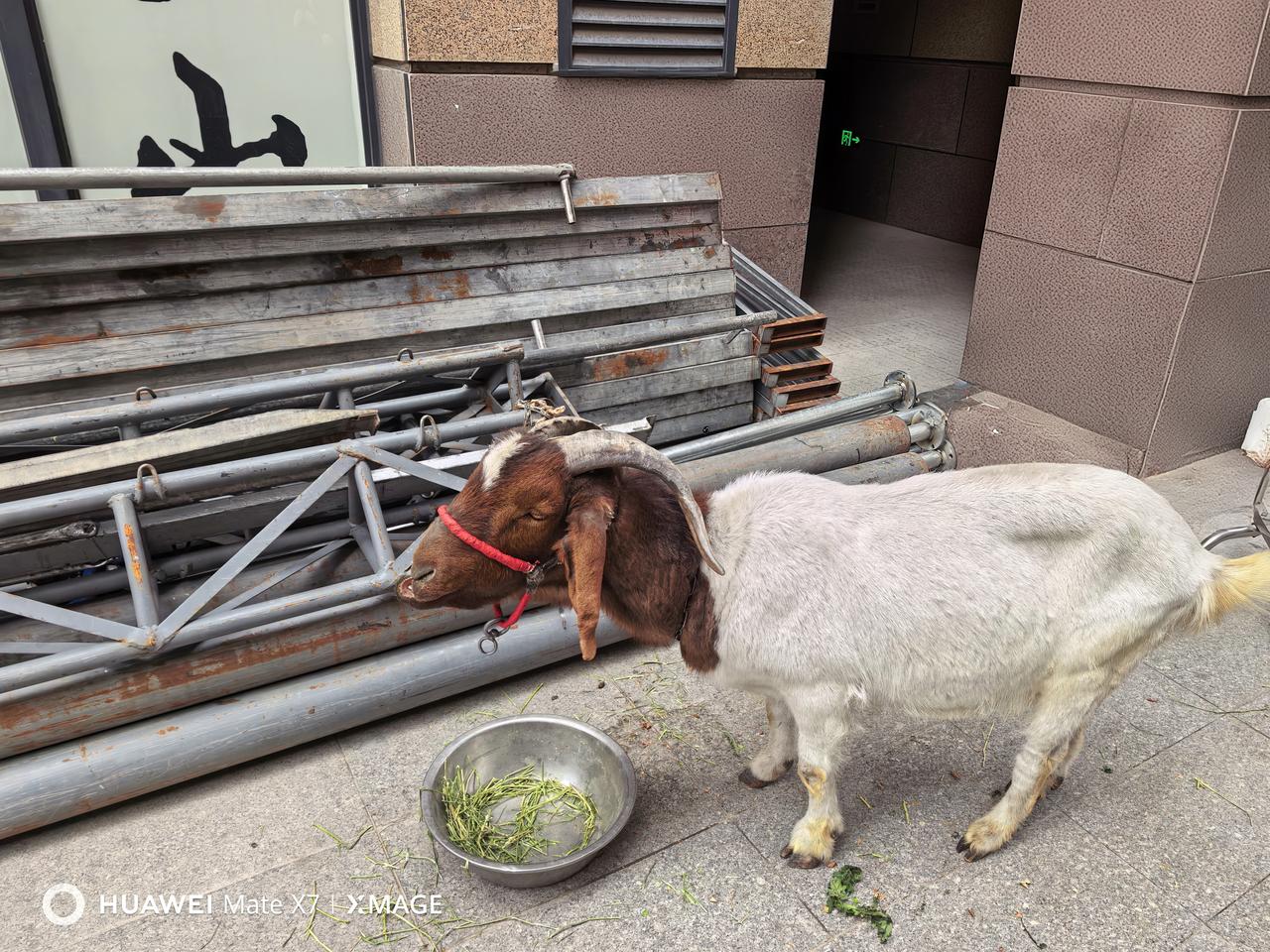 现在的小孩子很可怜，没见过山羊绵羊和牛马猪鸡鸭鹅，小时候我在舅舅家看他们给猪圈里