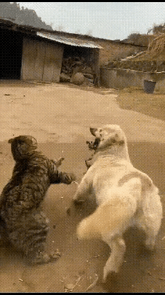 狸花猫和狗狗打起来了，看着打的挺激烈的，地上尘土飞扬，空中狗毛、猫毛四处飞扬，狗
