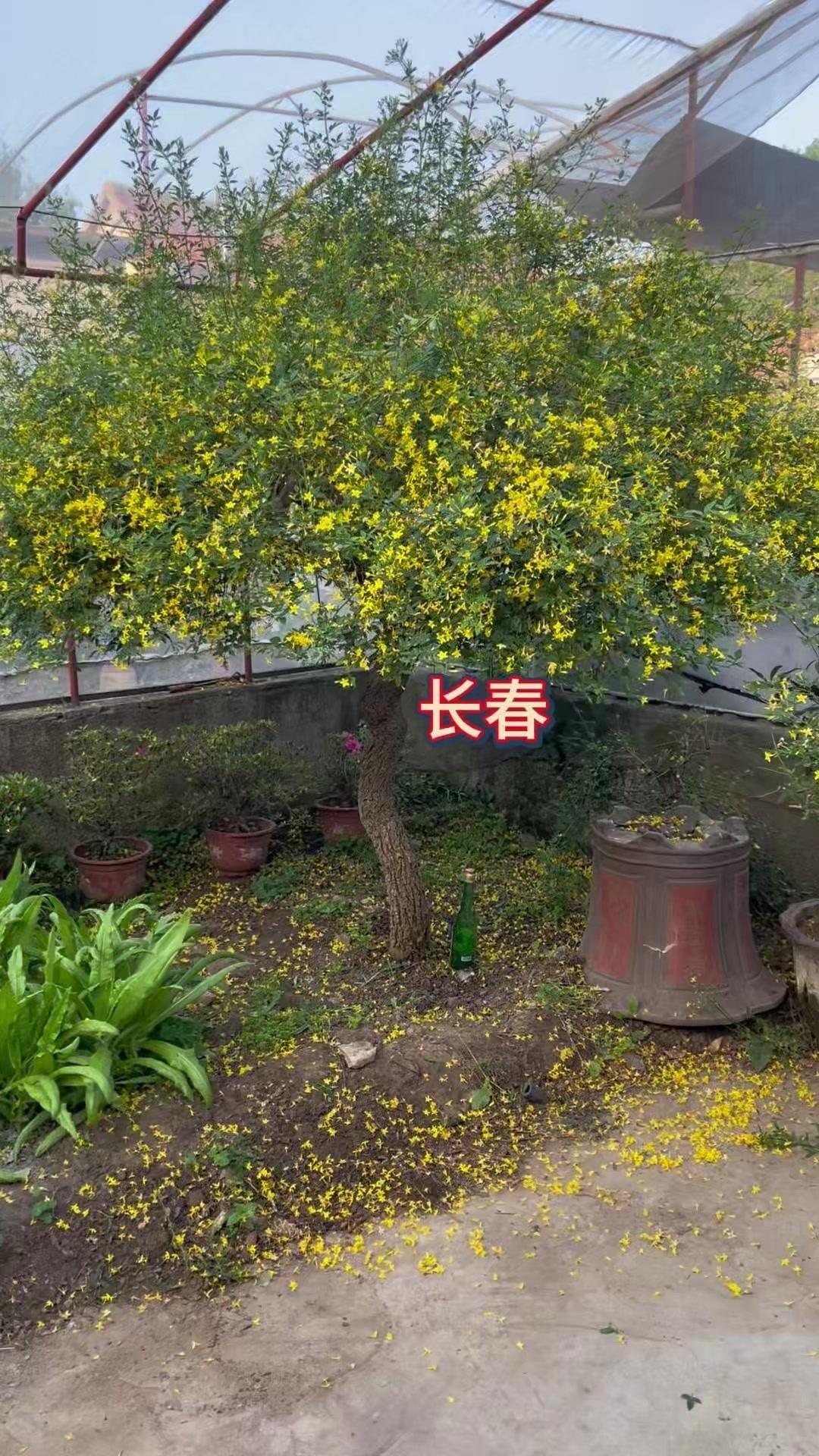 5月的长春如约绽放，迎来了最绚烂的时刻。整棵树冠被金黄的小花缀满，仿佛一把撑开的