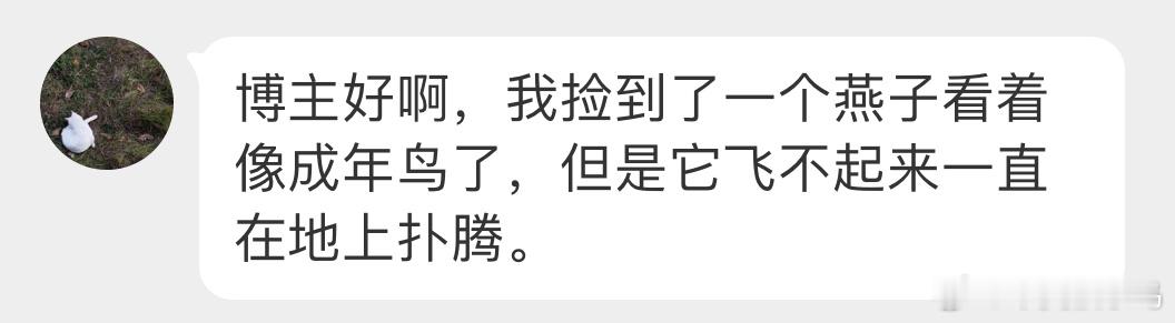 #鸟粉投稿# 地上捡到的【北京雨燕】它们不会轻易落在平地了，每年除了繁殖期筑巢生