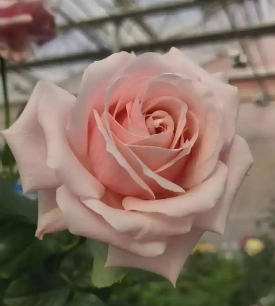 据“伊犁零距离”微信公众号消息，受云南邀请，2月1日零点，伊犁哈萨克自治州昭苏县