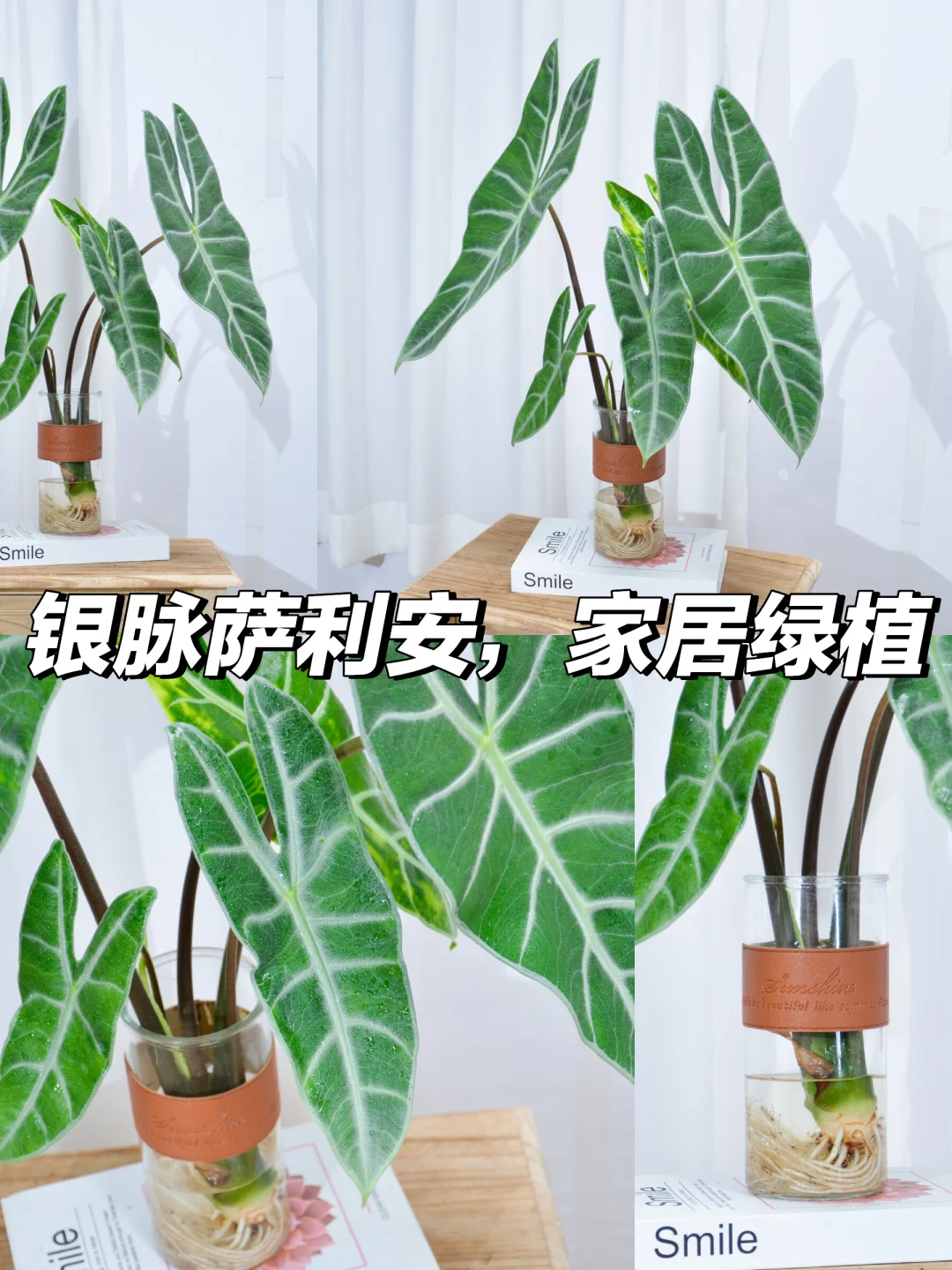 银脉剑叶海芋🍀ins风必备