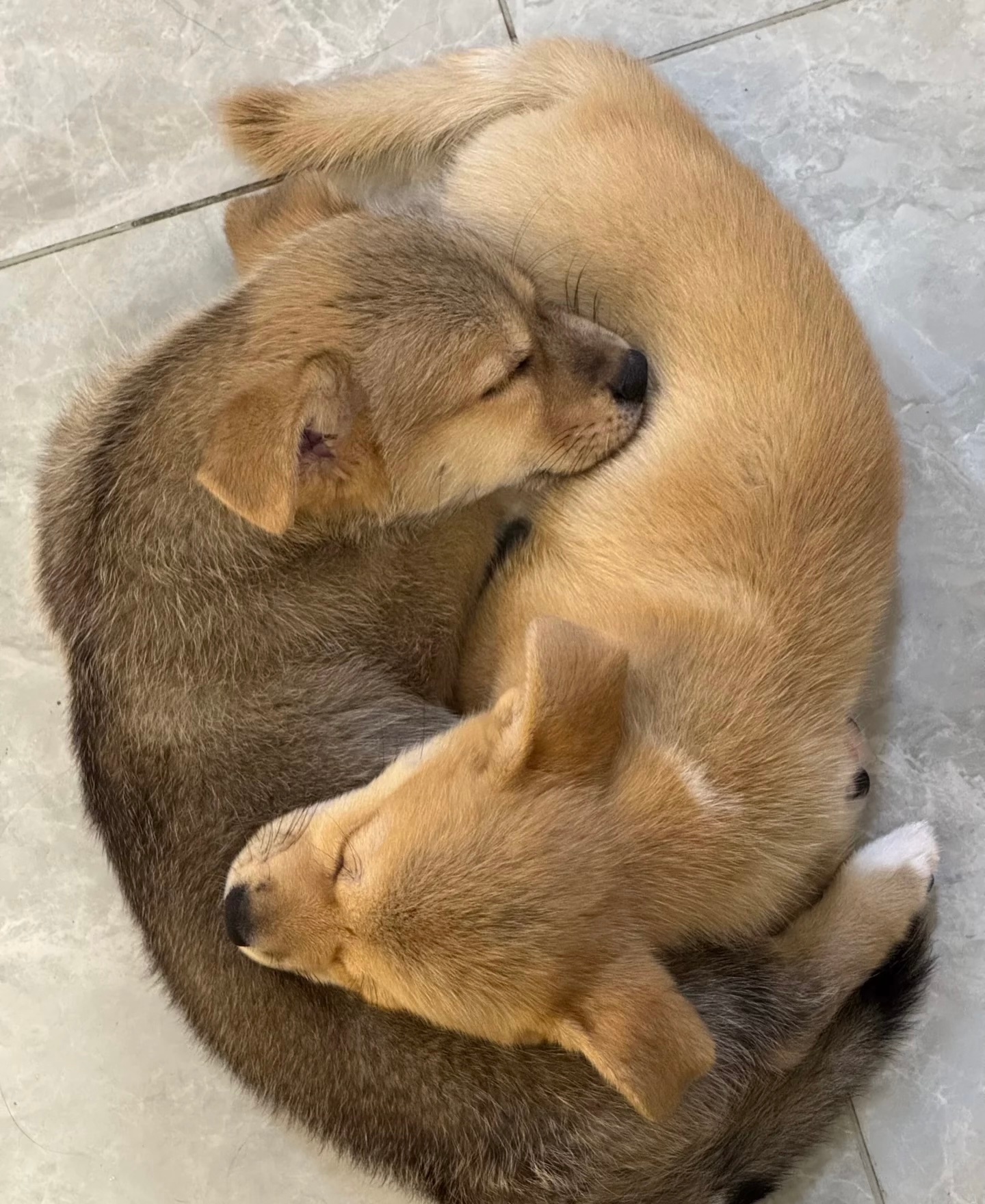 好朋狗睡觉觉 ​​​
