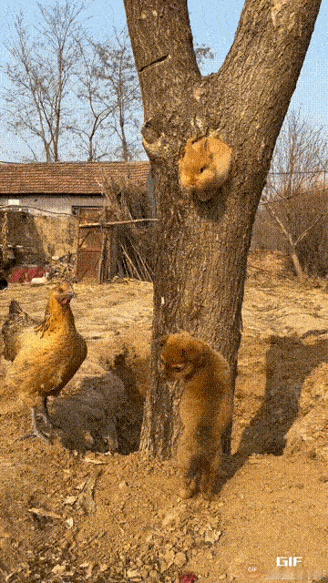 大公鸡好像发现了什么危险，跑的那叫一个快。