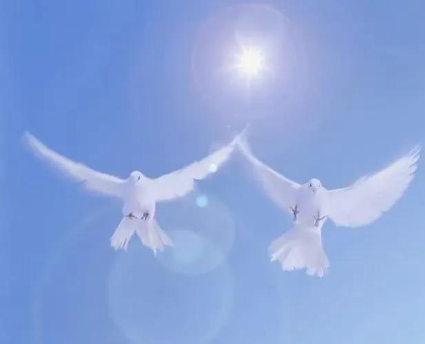 #上联：水上千舟渡，诚邀下联#
[送自己一朵花][福][玫瑰]
下联:天空万鸟飞