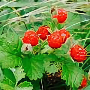 甲骨文桃花源空间
