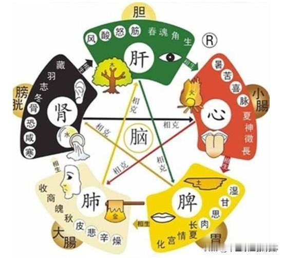 脾不好调肝，肝不好调肾，肾不好调肺，三个中成药，调好脾肝肾！

1、脾不好调肝
