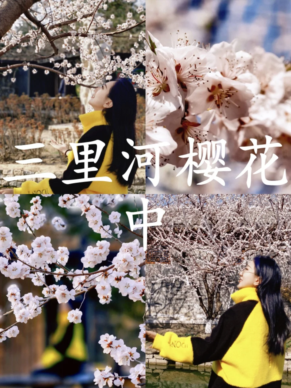 🌸 三里河樱花中｜被花和鸭子治愈的午后