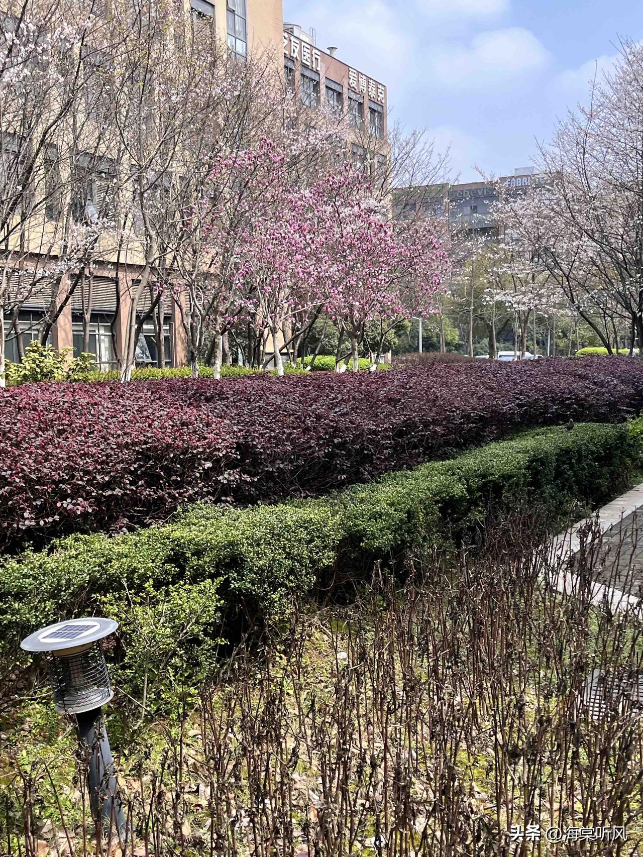 上班路过园区，一眼就被这抹春色绊住了脚。粉紫的玉兰花缀满枝头，旁边的早樱也悄悄开