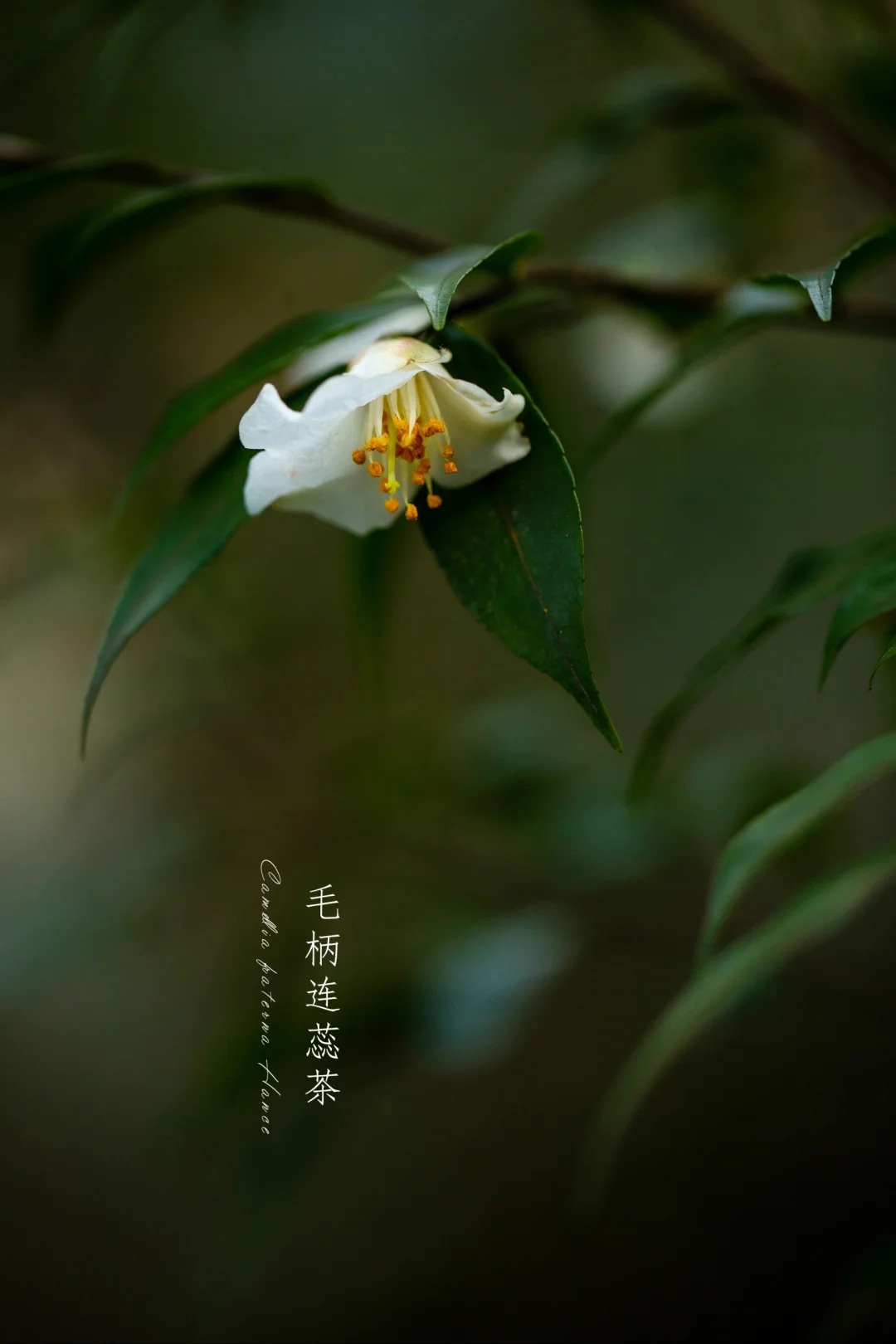 毛柄连蕊茶|Camellia fraterna Hance