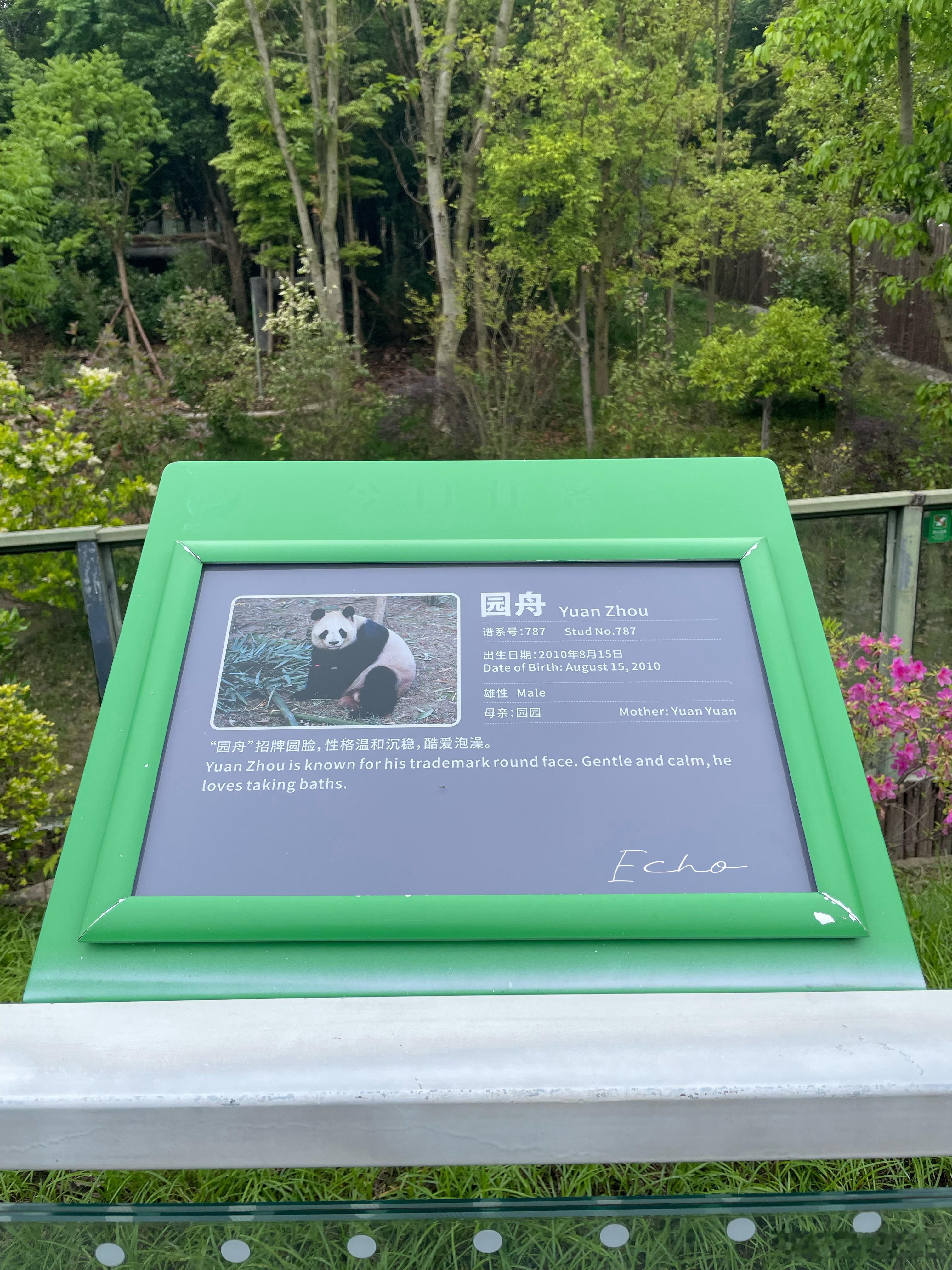 大熊猫园舟  5.1园舟在外场展出了 成都·成都大熊猫繁育研究基地