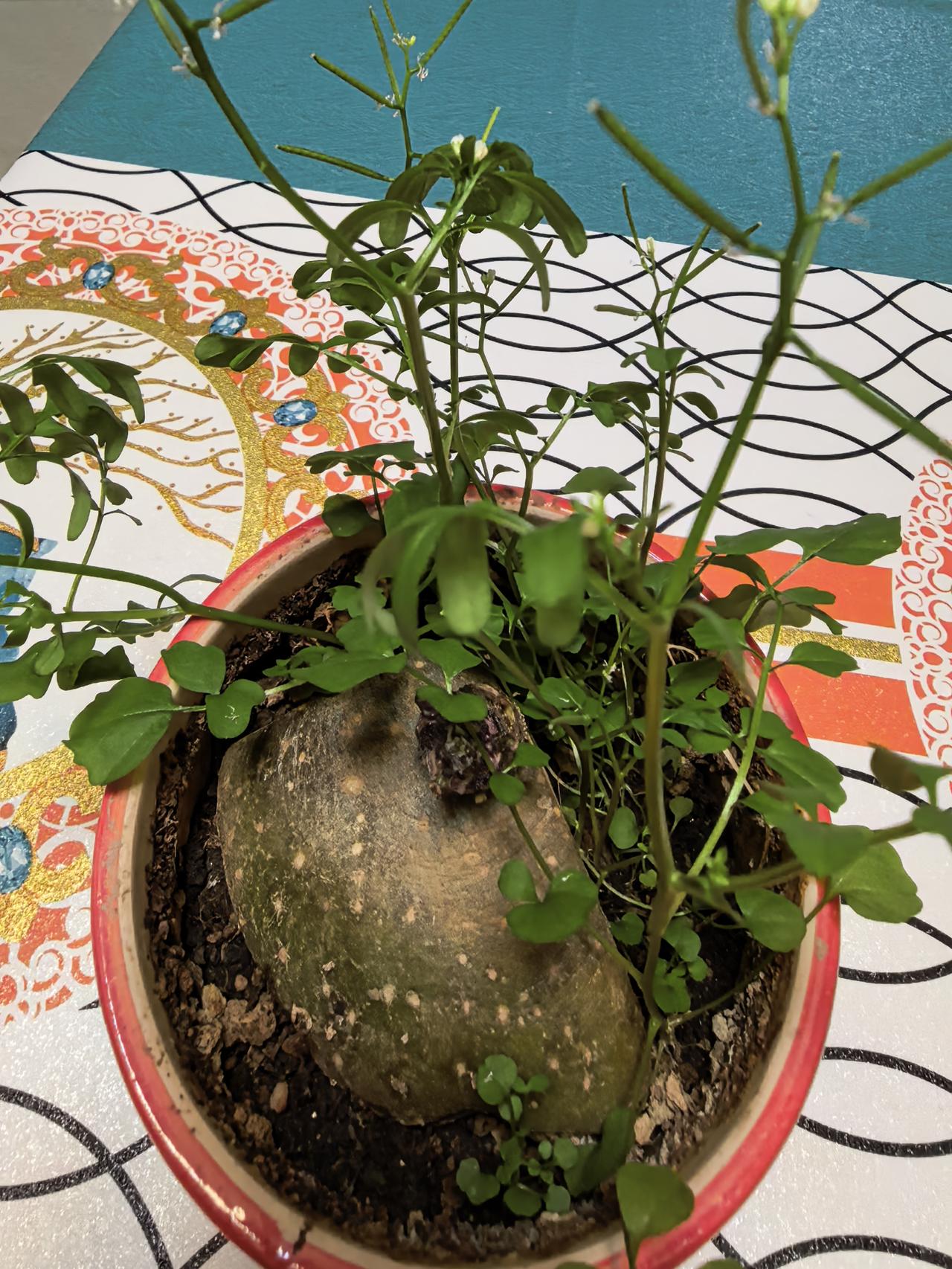 这盆多肉离我而去，我将半个土豆放在盆中，说不定可以吃土豆，但过了一个月，土豆没发