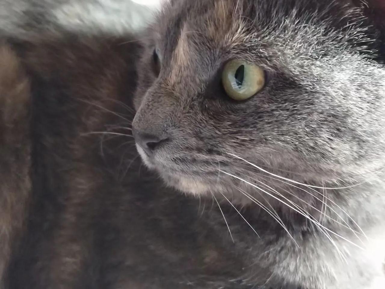 妈妈说：柒柒（蓝猫妹妹的新名字）的眼睛是绿色的，喜欢挨着妈妈睡觉，最爱看外语片（