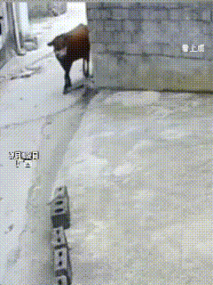 广西这段监控一出来，全网都看愣了。
谁也没想到，一头慢悠悠走过来的黄牛，能让一个