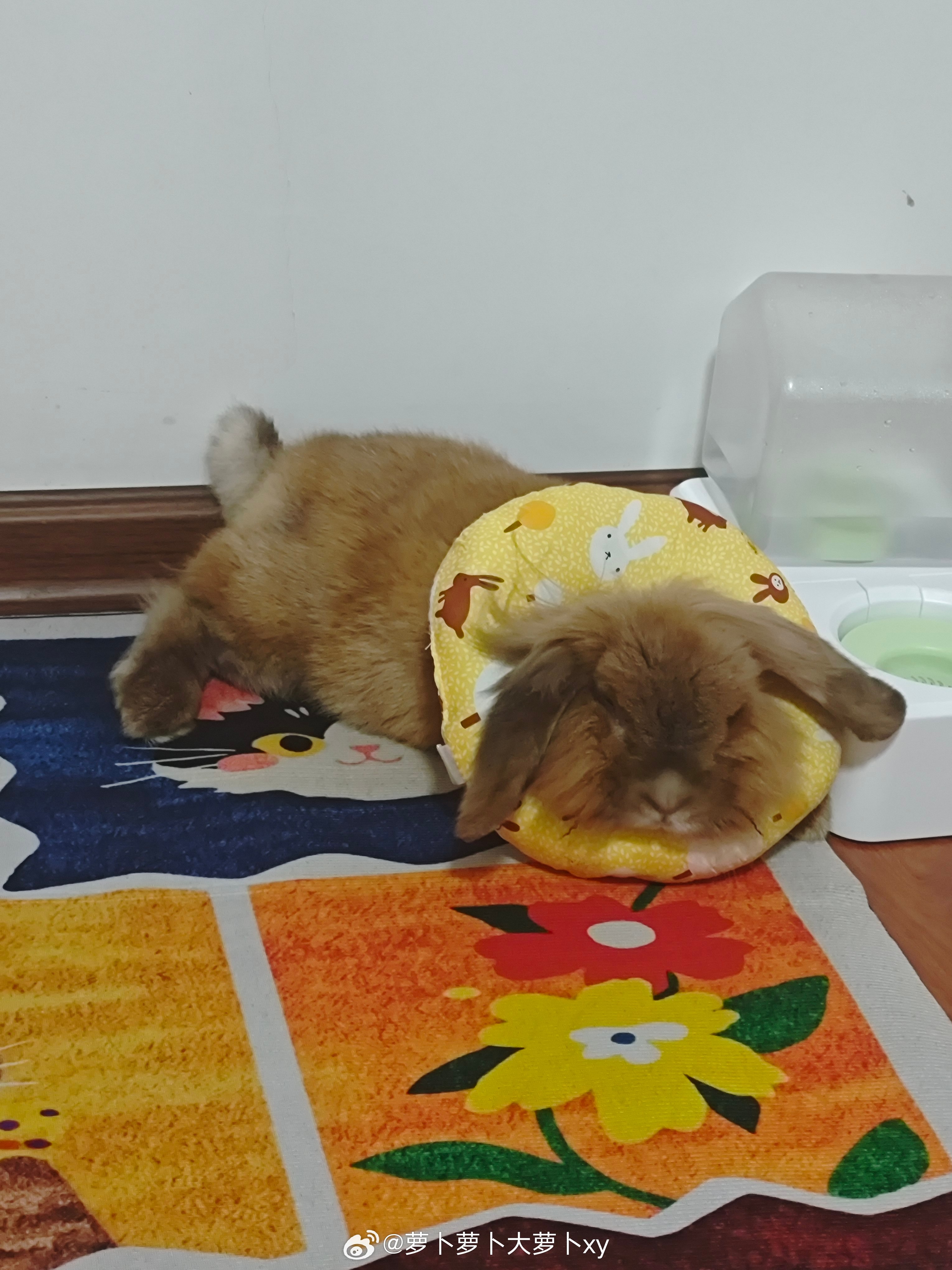就喜欢看萝卜这傻傻的样子，哈哈哈哈哈 