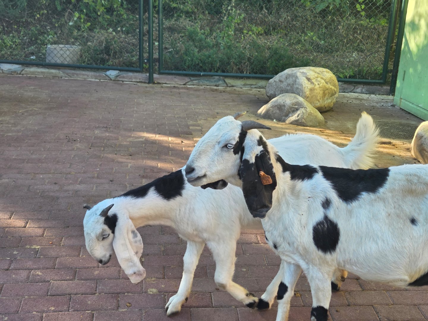 大耳朵羊。 ​​​