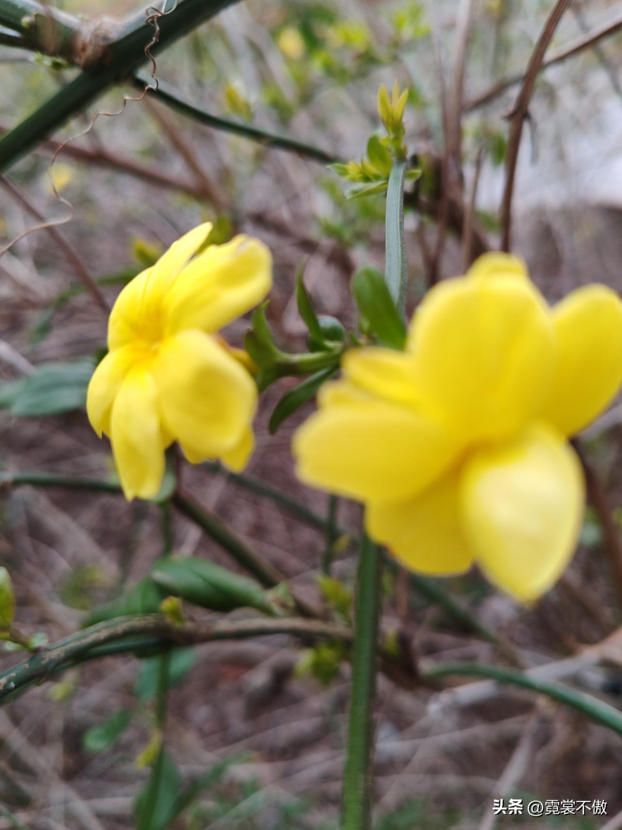 春日生活打卡季迎春花开了！还是稀稀拉拉的。以前不注意，以为迎春花最早开。其实，玉