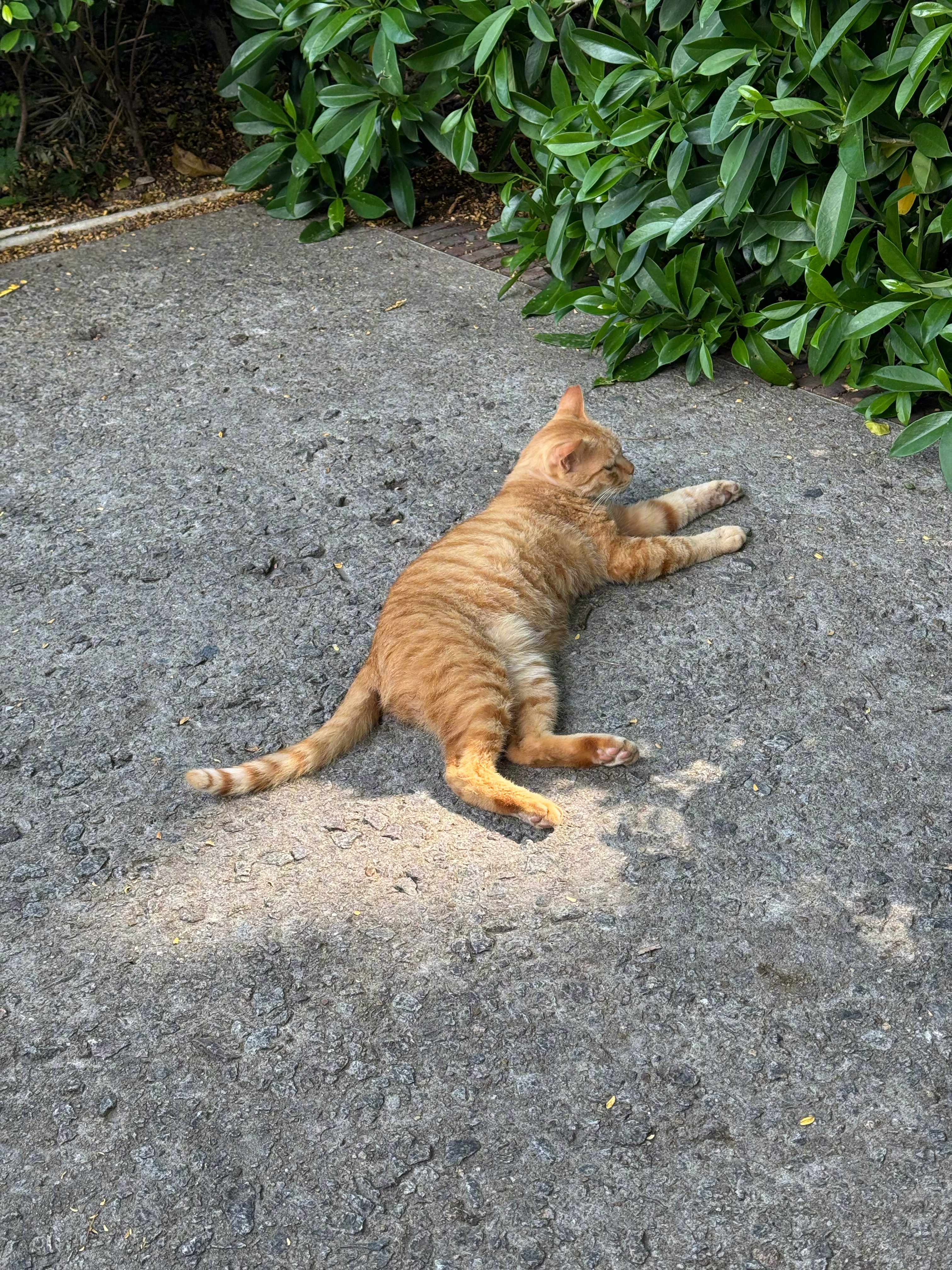 深圳的夏天，猫都不想晒太阳了…