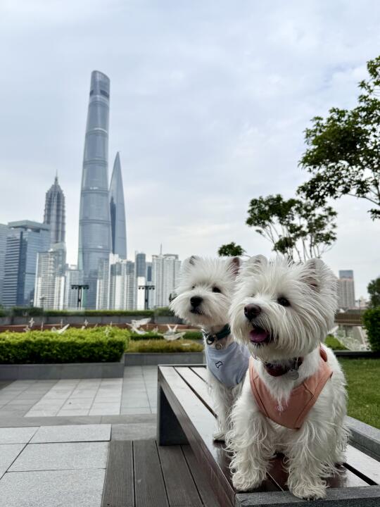 阿拉上海修狗必须拥有的魔都三件套打卡照📸