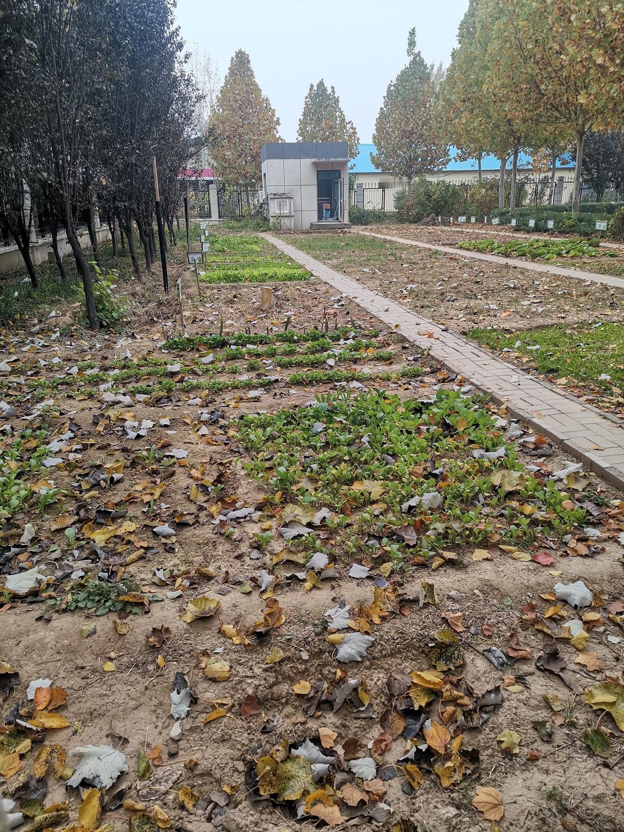 校园里有一方菜地，不为吃菜，只为了给孩子们提供一个体验劳动的基地。
    劳动