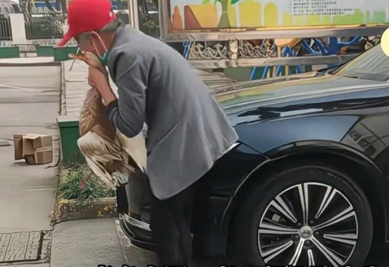 养了四年为了患癌老伴祈福的麻鸭被车撞死，太太抚摸着鸭子，情难自已大声哭泣，
听人