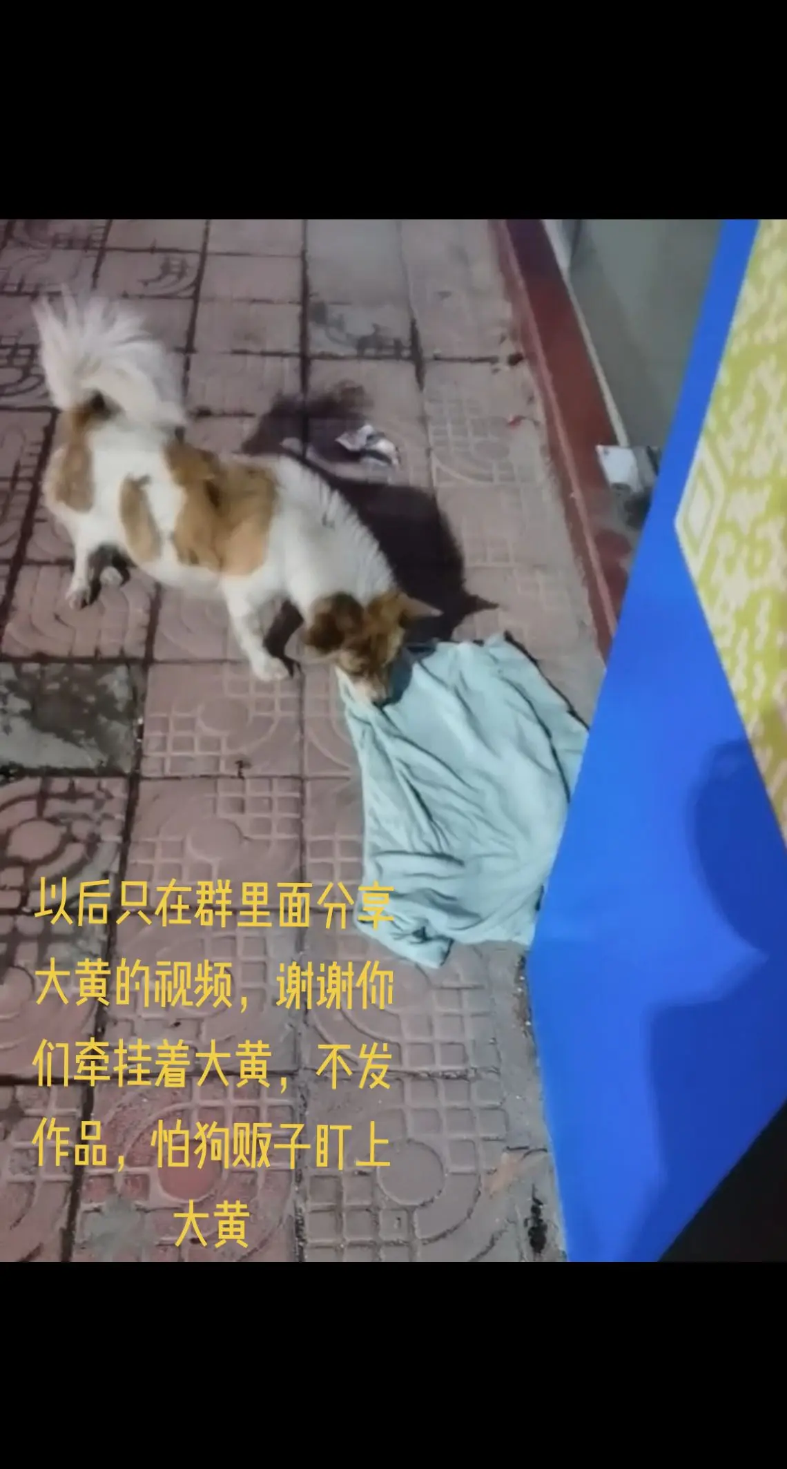 以后只在群里面分享大黄的视频，谢谢你们牵挂着大黄，不再发作品，怕狗贩子盯上大黄