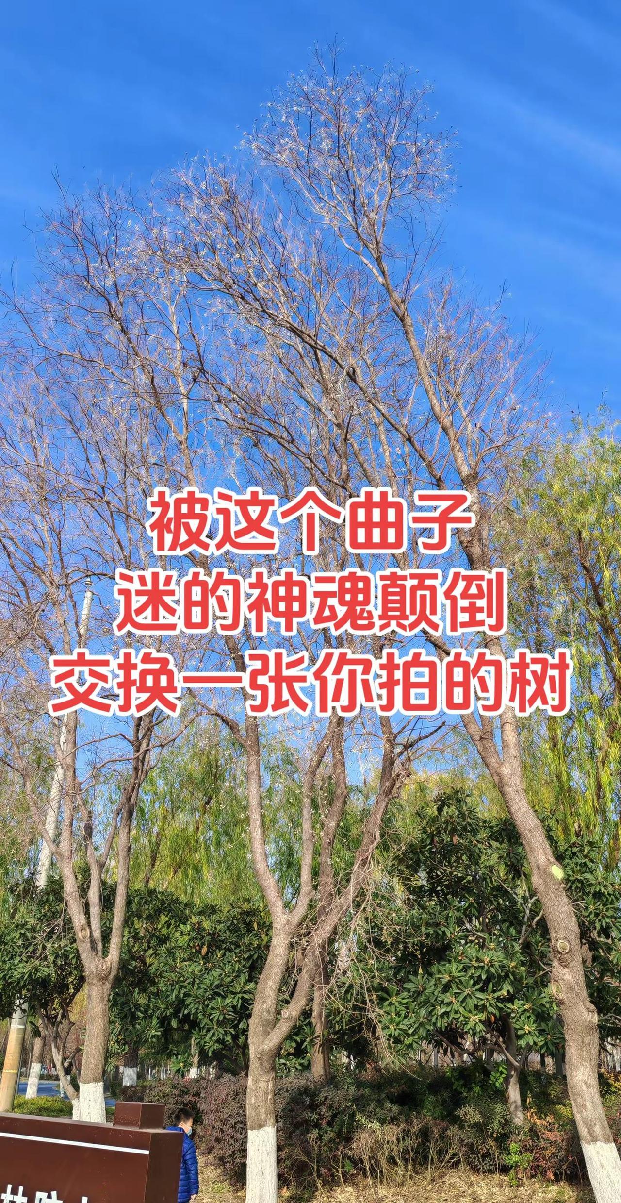 把你拍的树枝配上这个音乐，不妨交换一张你拍的树枝～如果你也喜欢拍树不妨交换一张 